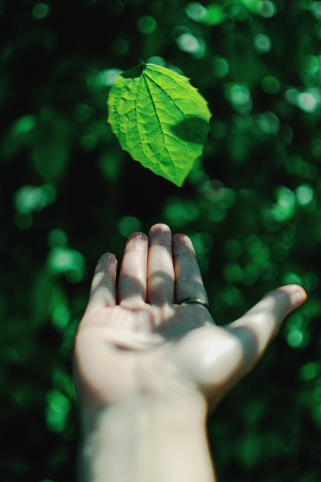 Hand in Nature Beauty